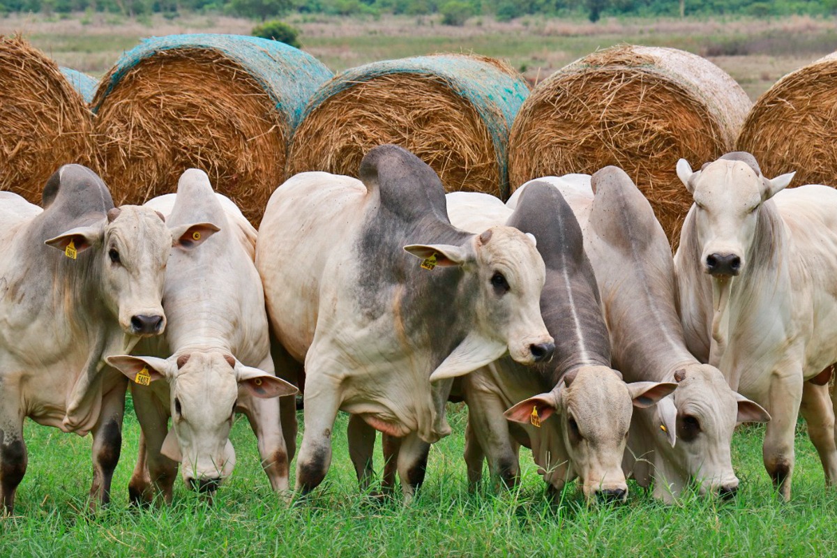 Agro Antônio Balbino comemora os 25 anos de história com Leilão Especial